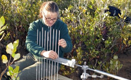 Professor Catherine Lovelock studies 'blue carbon' in soils and coastal wetlands